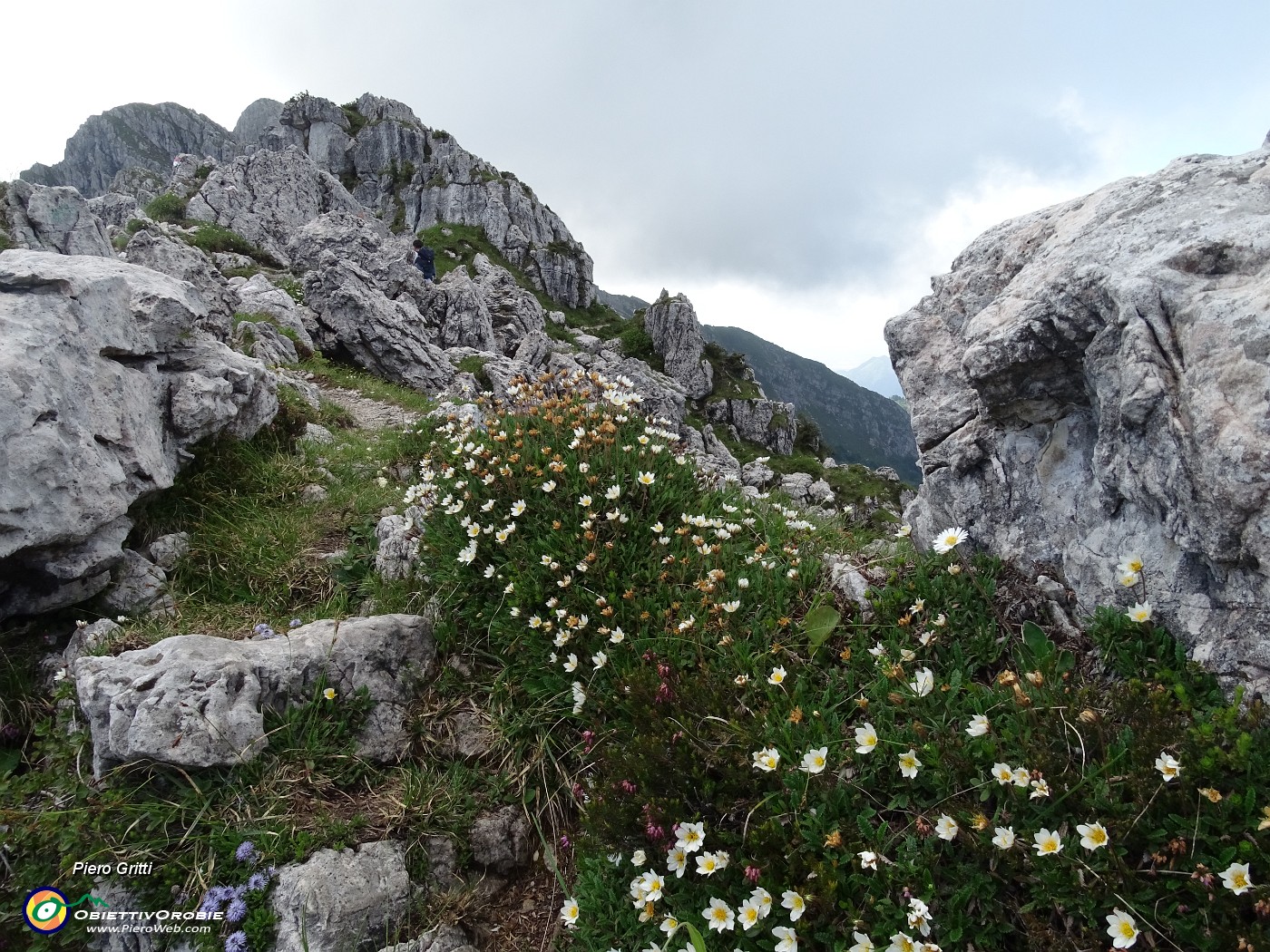 31 In cresta fiorita di Camedrio alpino saliscendi  tra massi e spuntoni rocciosi.JPG